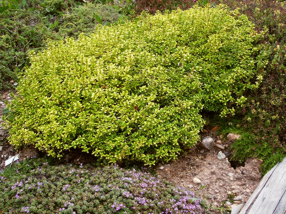 Thymus x citriodorus Bertram Anderson Thymus mateřídouška, tymián Zahradnictví Franc